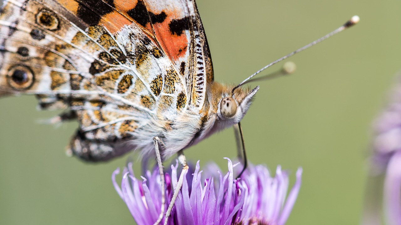 butterfly flower blossom free photo