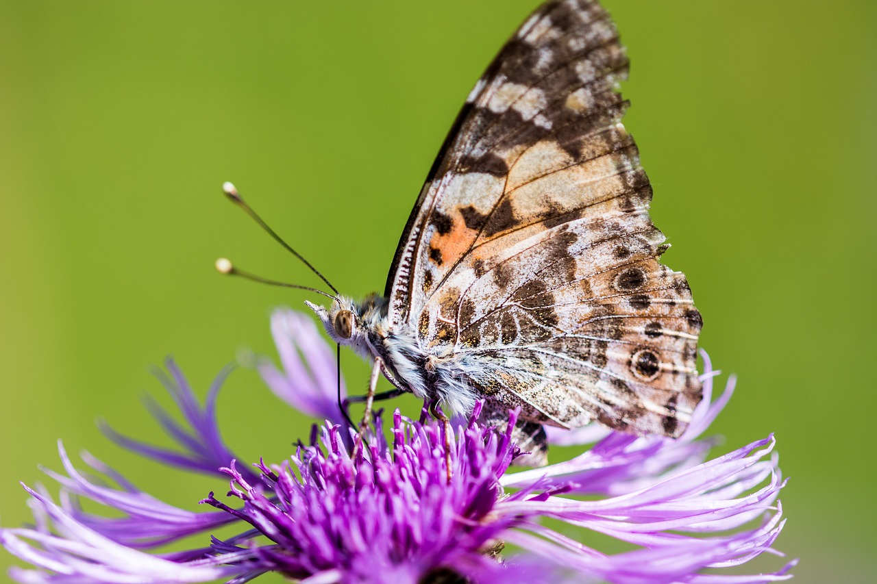 butterfly flower blossom free photo