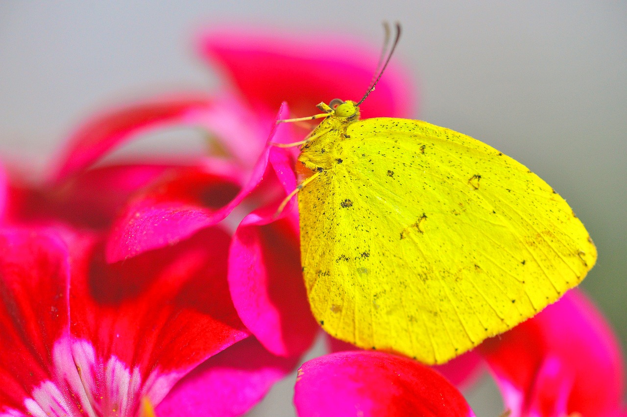 butterfly yellow butterfly insects free photo