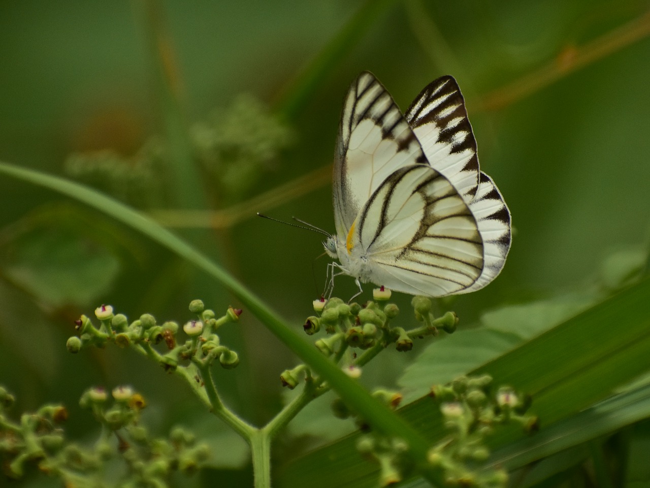 butterfly insect outdoors free photo