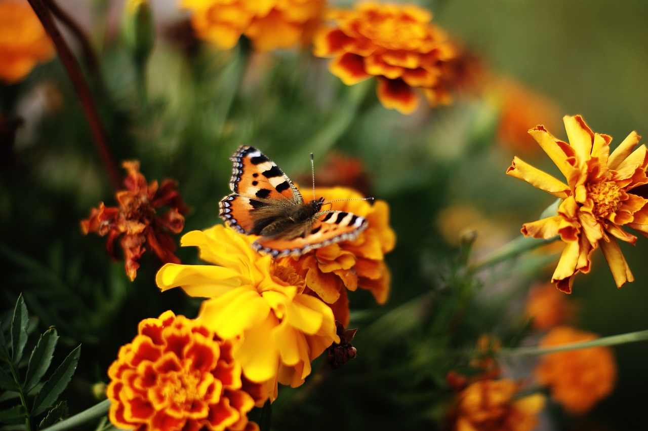 butterfly flower summer free photo