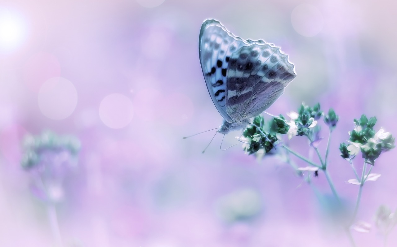 butterfly bokeh pink free photo