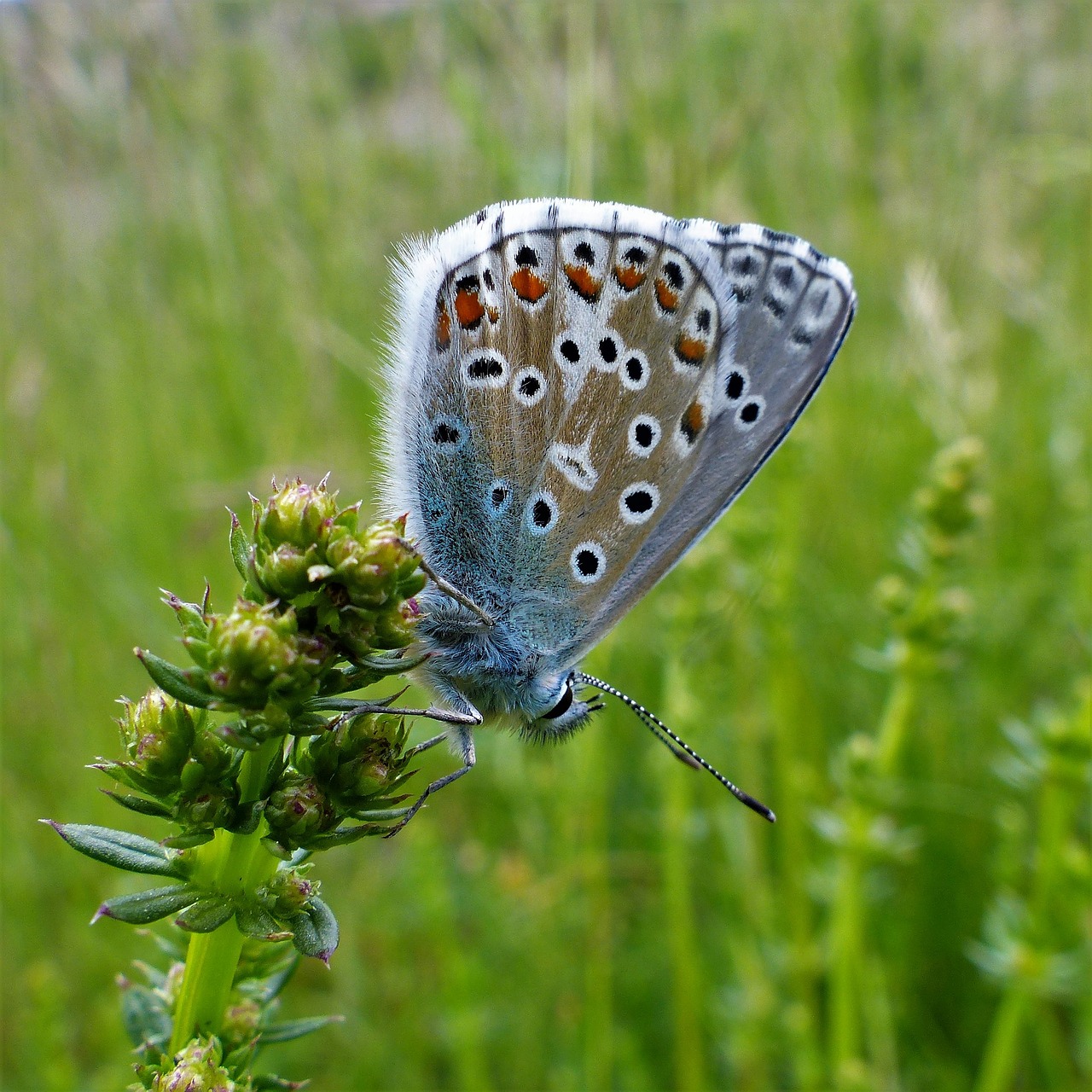 butterfly nature insect free photo