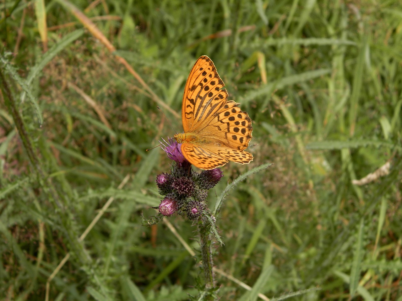 butterfly forests slovakia free photo