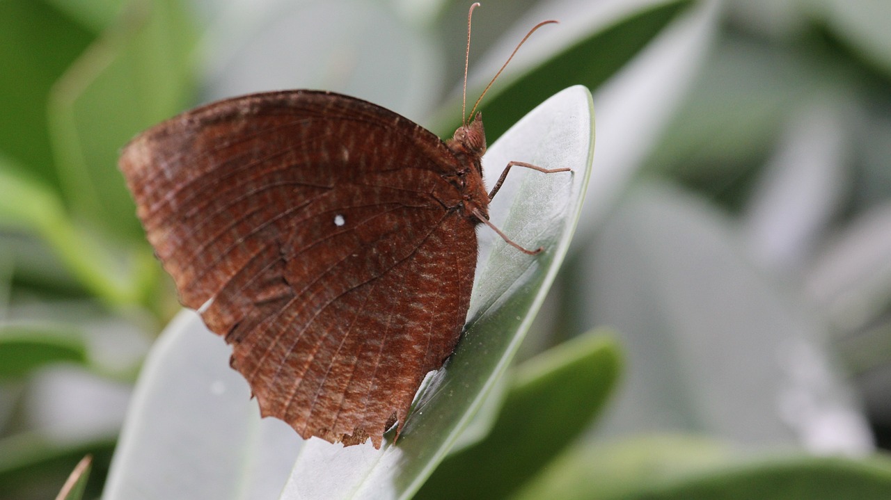 butterfly the natural insects free photo