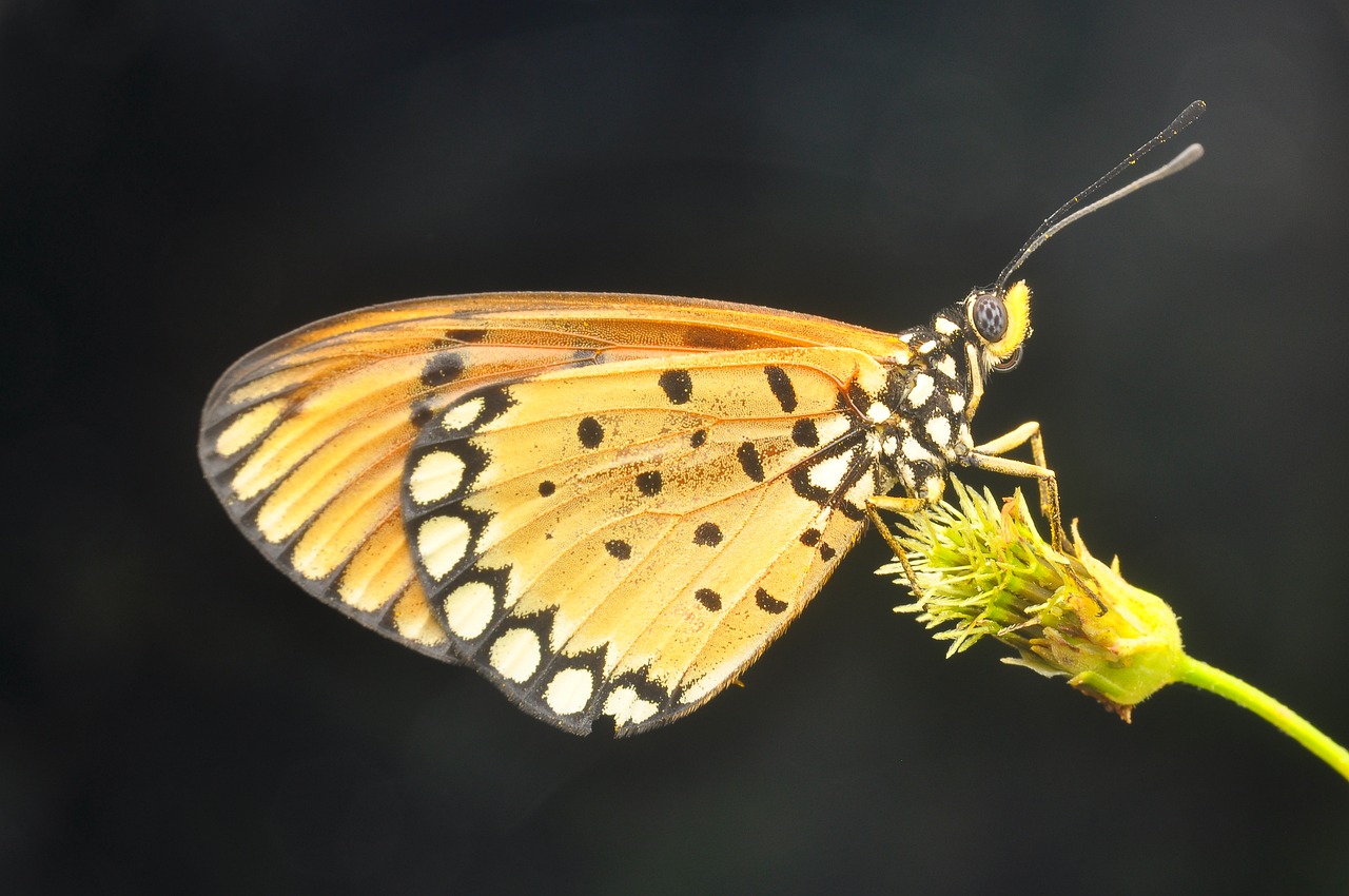 butterfly insects flowers free photo