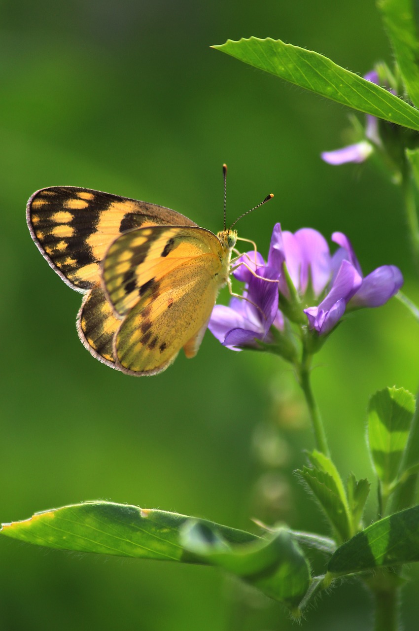 butterfly nature outdoors free photo