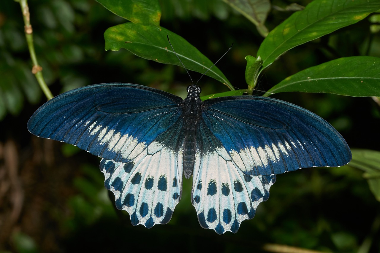 butterfly nature wing free photo