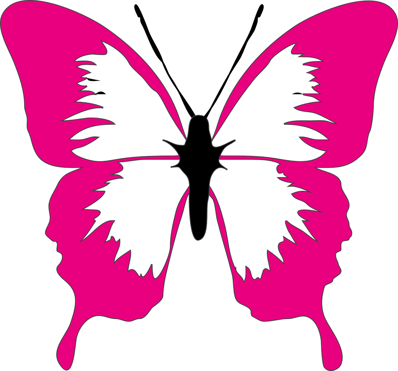 butterfly pink nature free photo