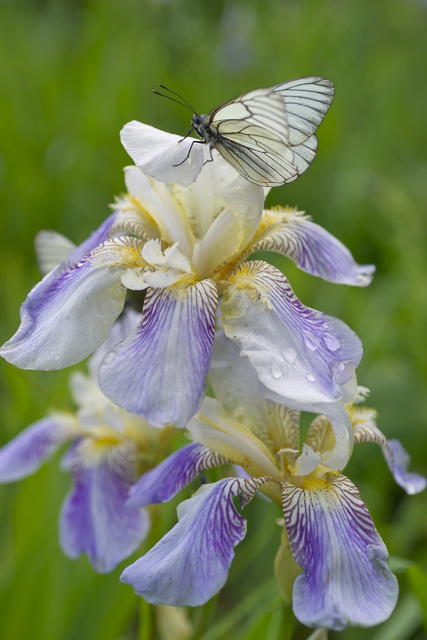 butterfly iris flowers botanica free photo