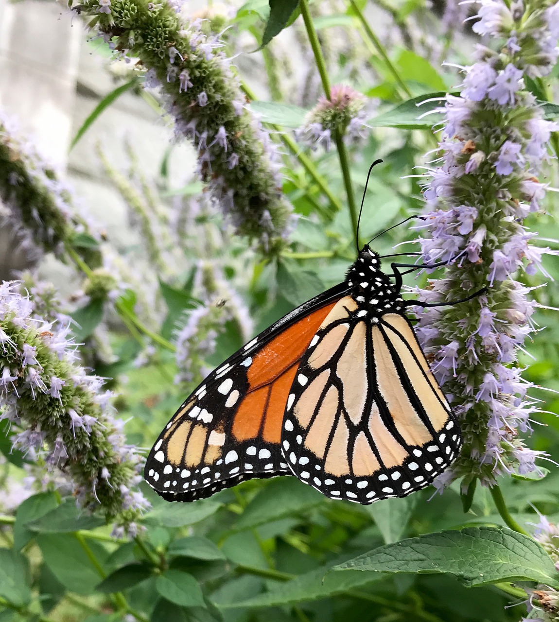 butterfly insect nature free photo