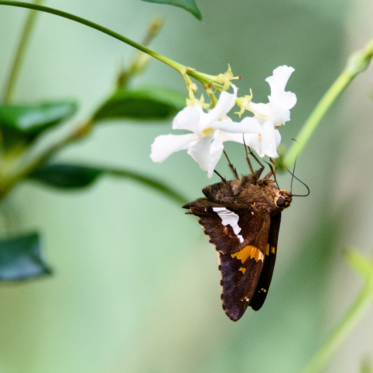 butterfly insect nature free photo