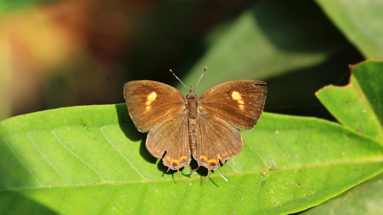 butterfly insect nature free photo