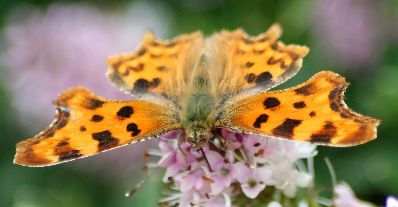 butterfly nature insect free photo