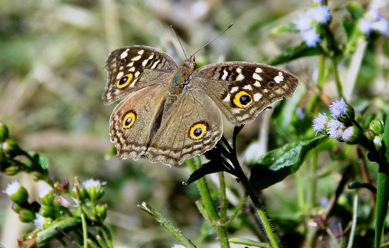 butterfly nature insect free photo