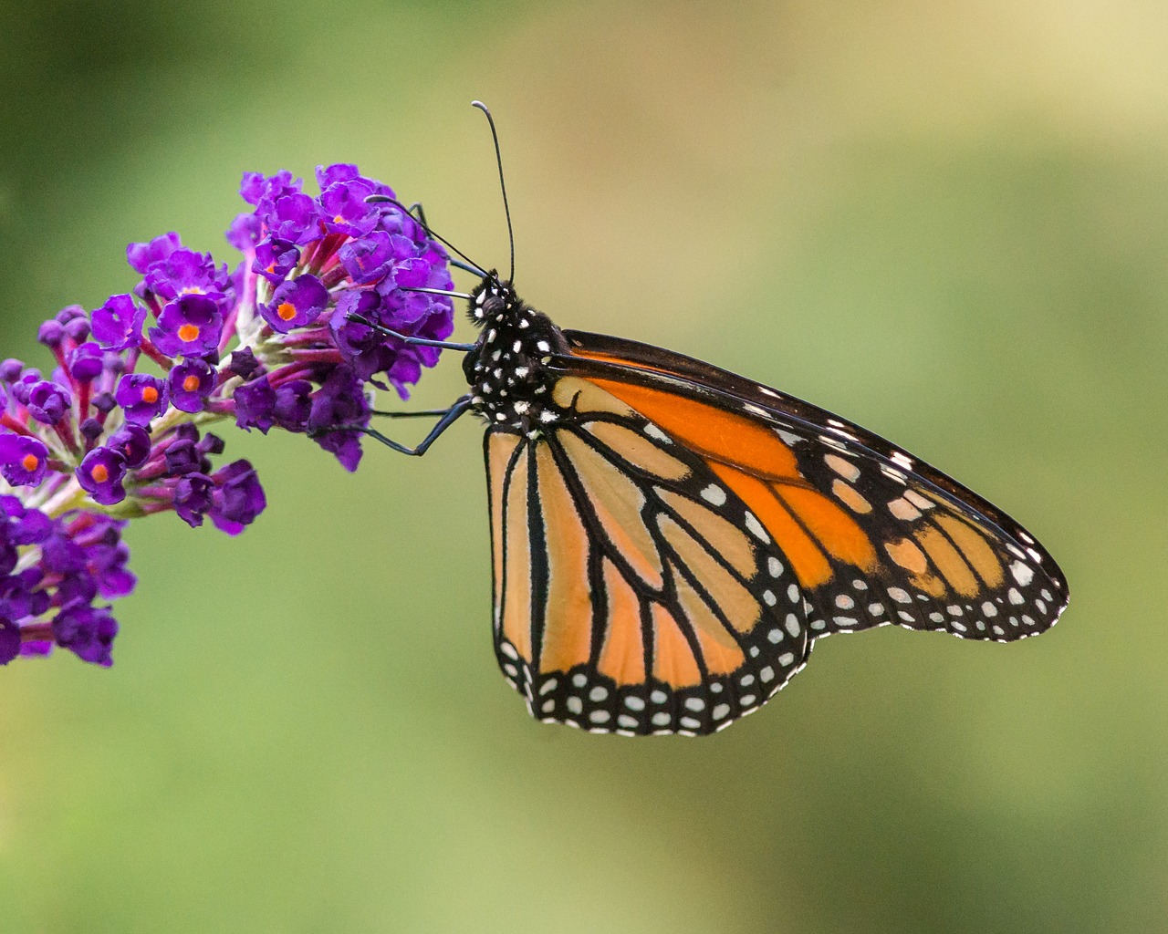 butterfly insect nature free photo