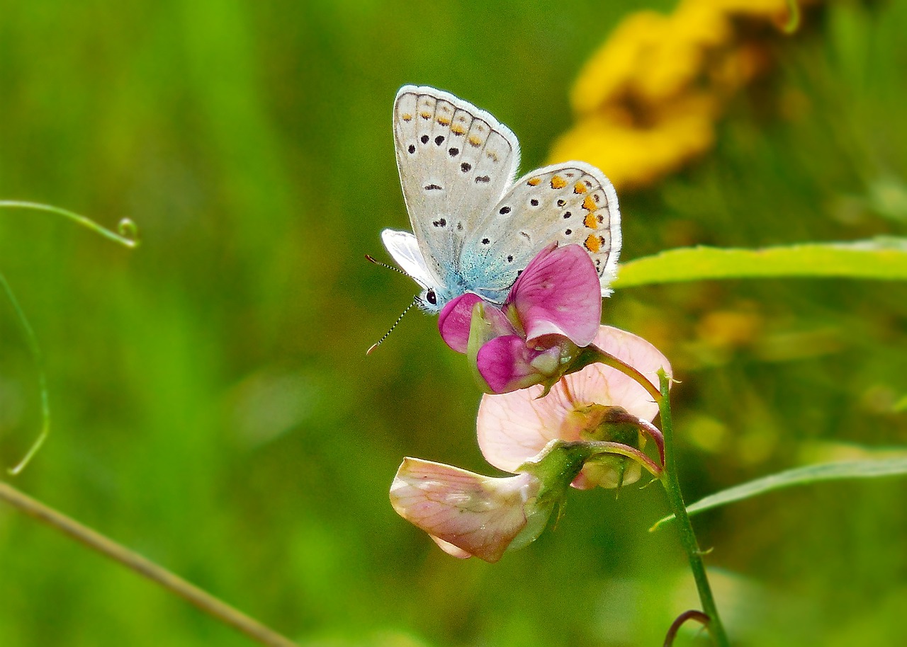 butterfly plant green free photo