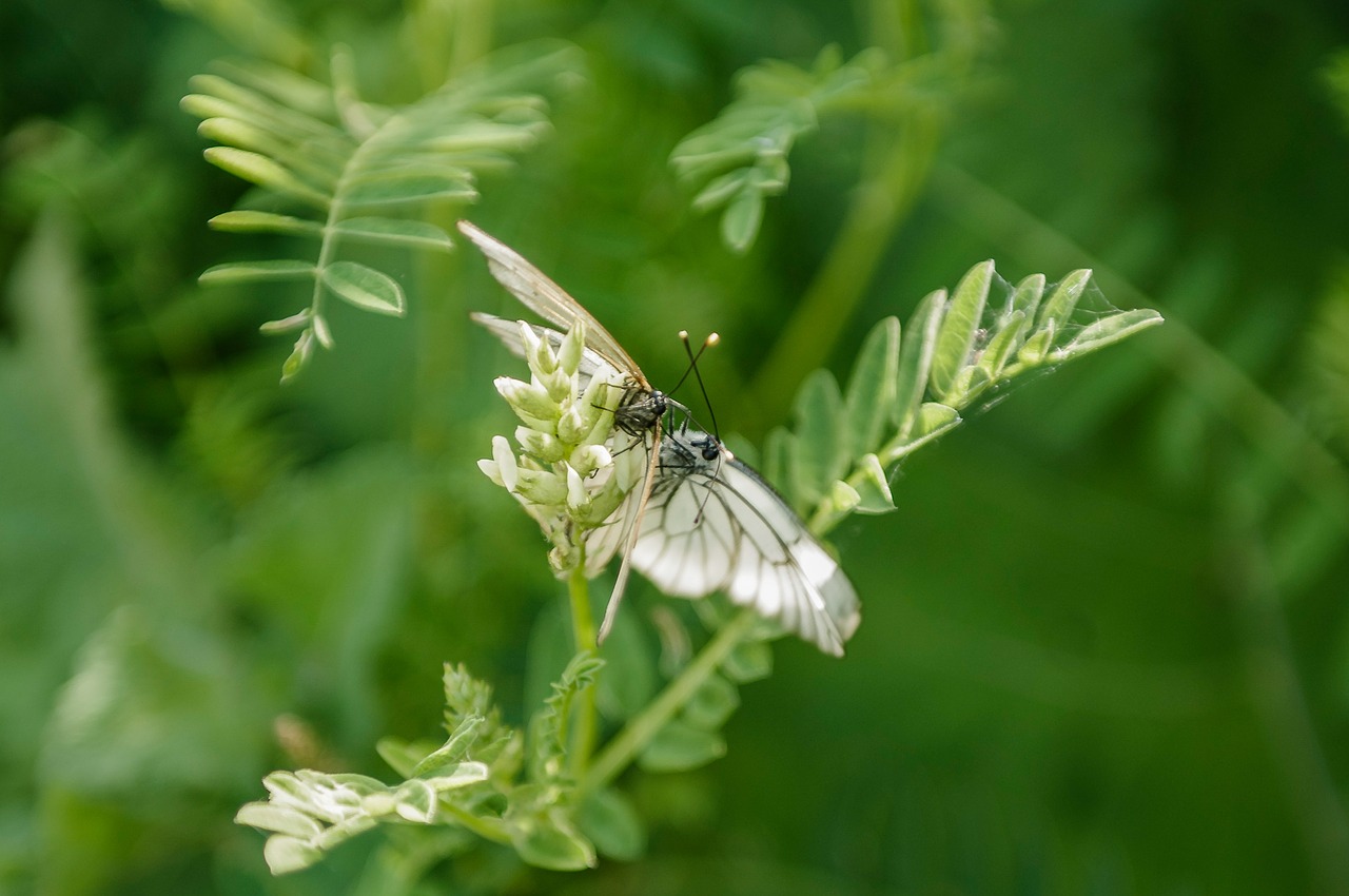 butterfly nature plant free photo