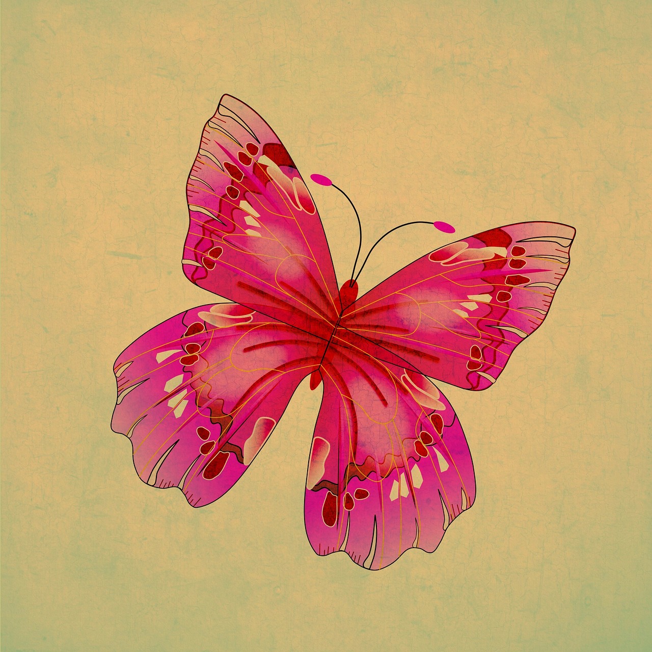 butterfly insect pink free photo