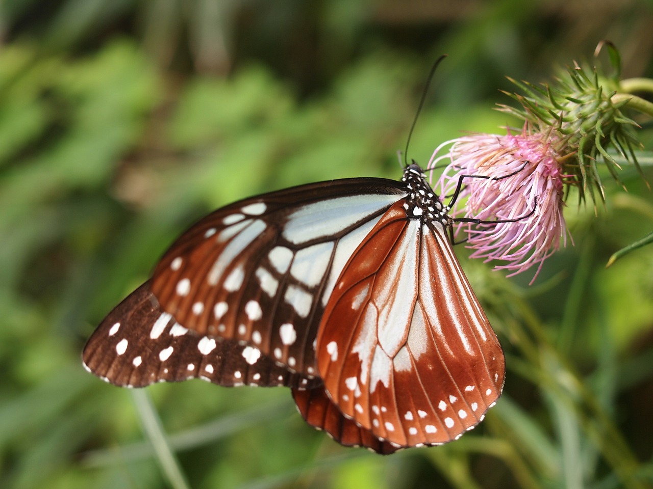 butterfly madara butterfly flowers free photo