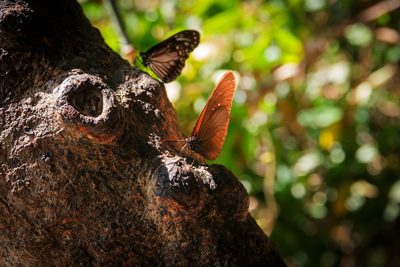 butterfly pa animals free photo