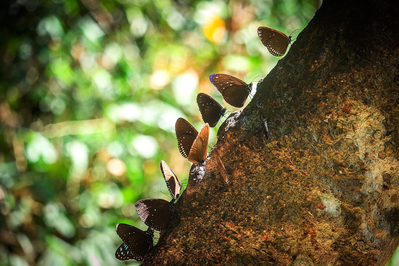 butterfly pa animals free photo