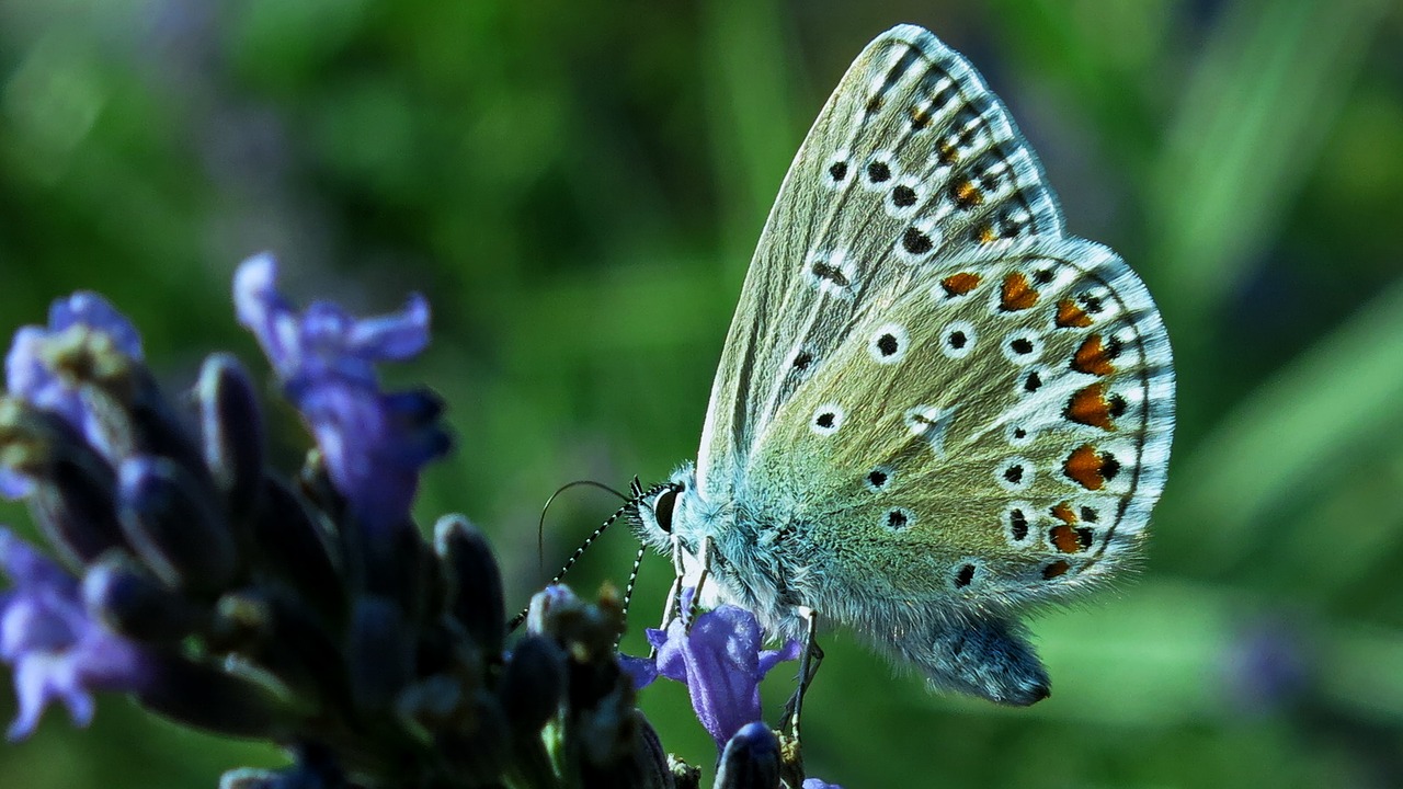 butterfly common blue butterflies free photo