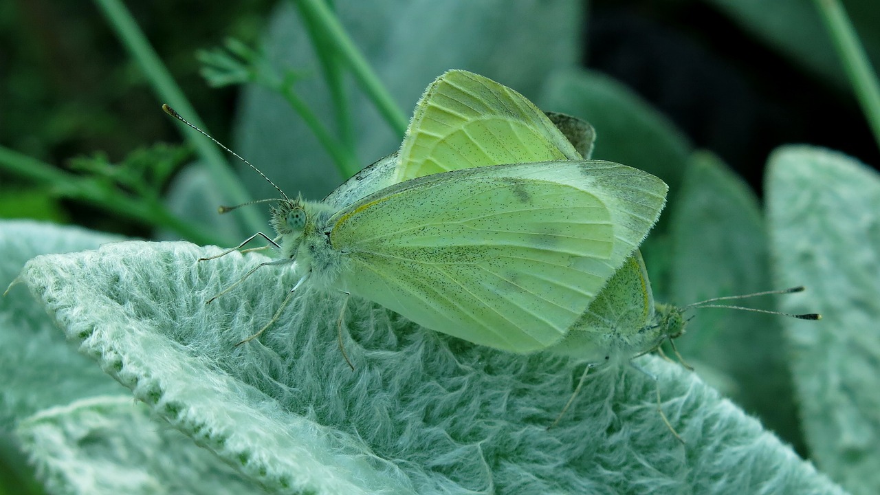 butterfly small cabbage white ling white ling free photo