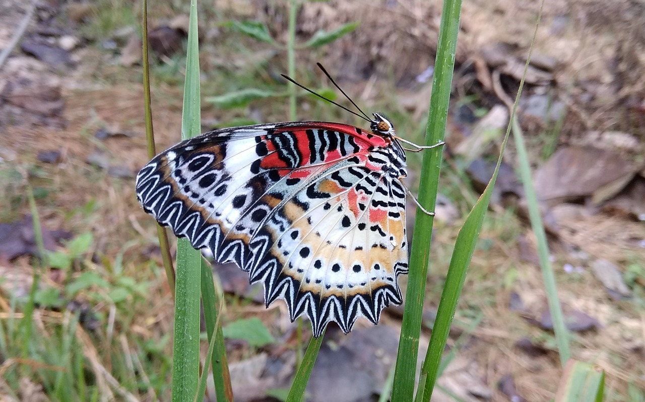 butterfly wing closeup free photo