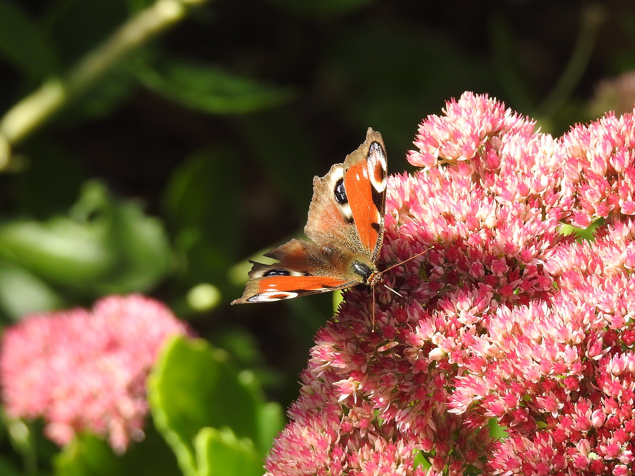 butterfly flower nature free photo