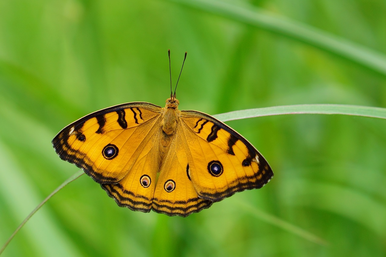 butterfly insect nature free photo