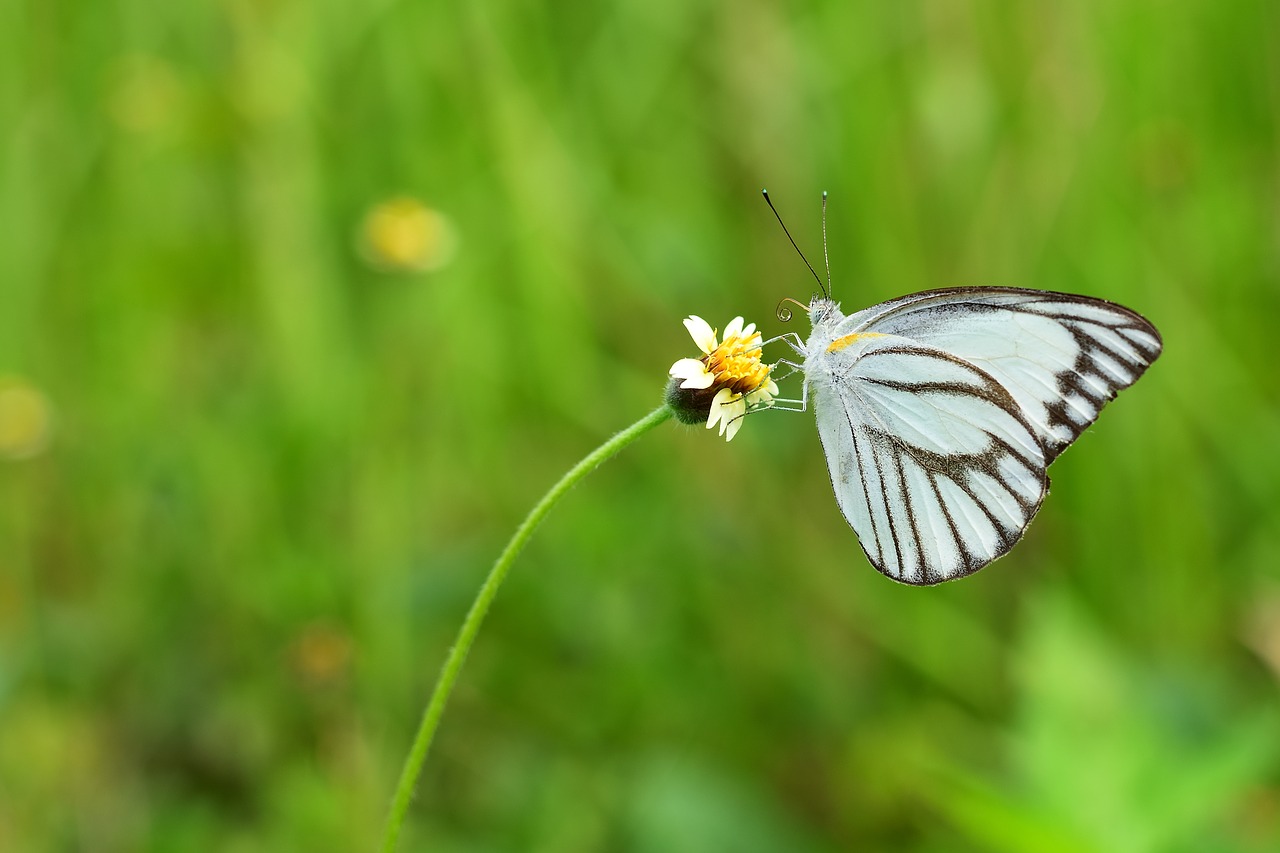 butterfly nature insect free photo