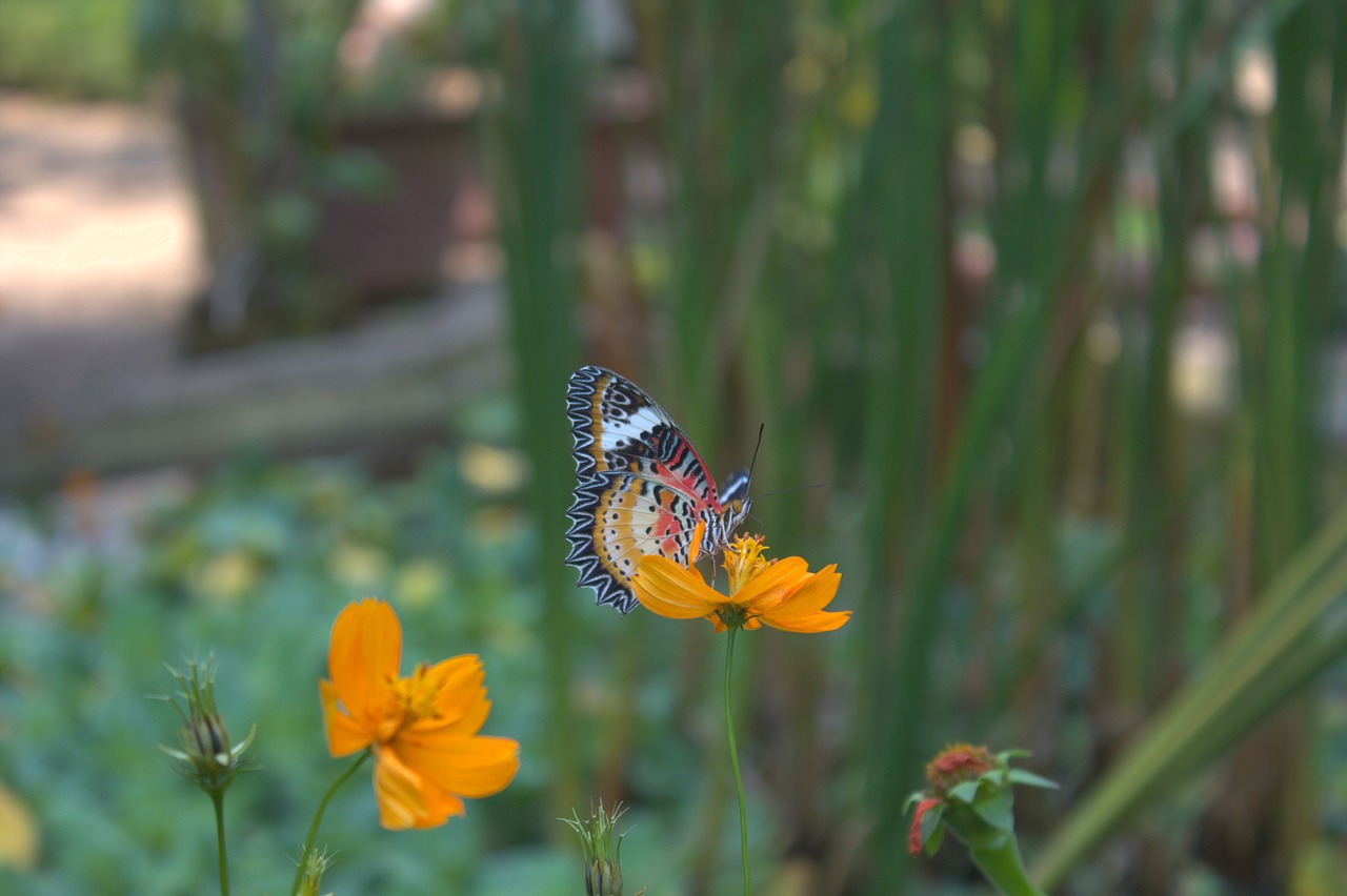 butterfly insect flower free photo