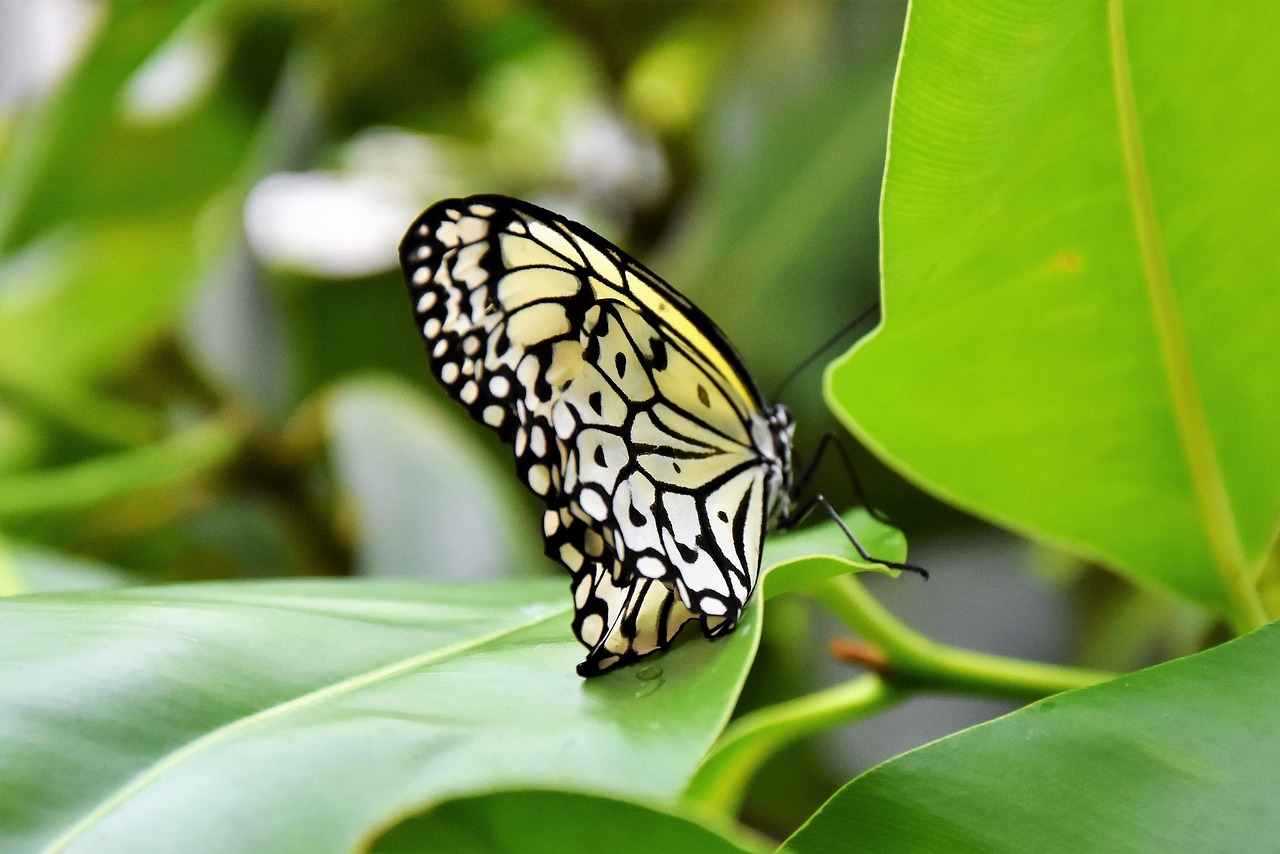 butterfly insect wing free photo