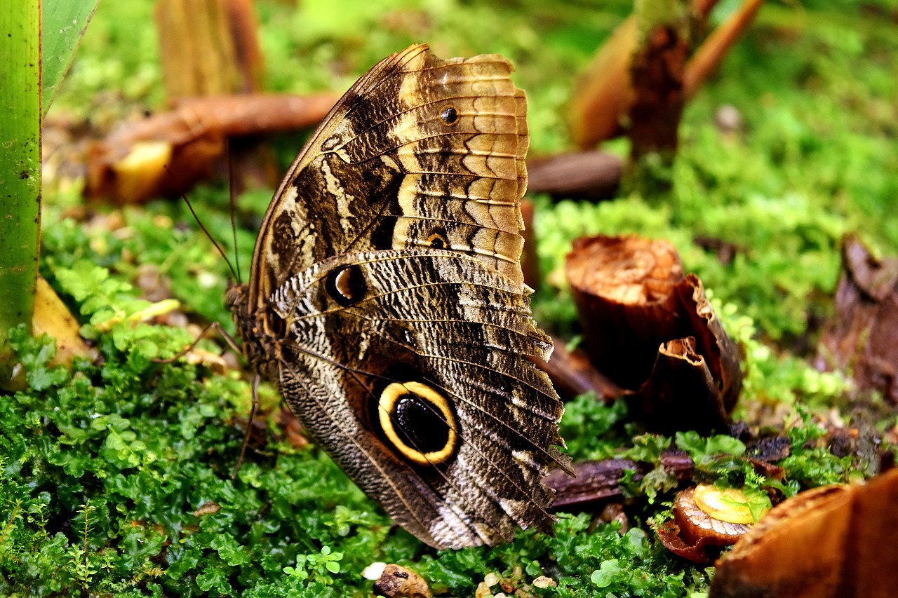 butterfly owl butterfly edelfalter free photo