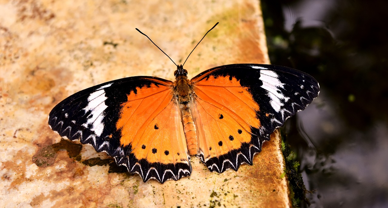 butterfly orange probe free photo
