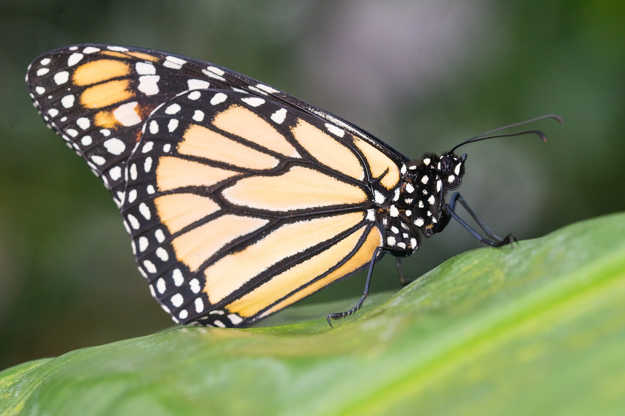 butterfly insect nature free photo