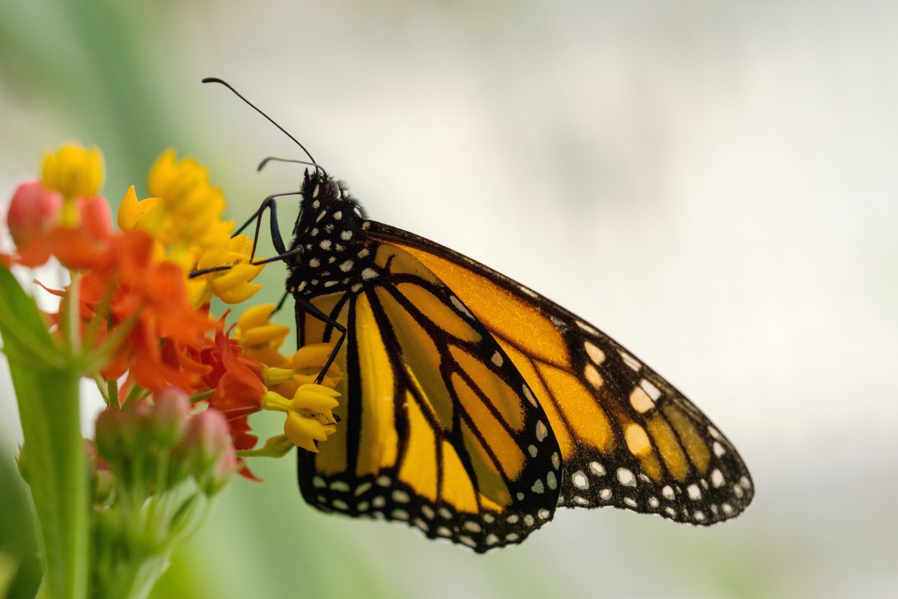 butterfly insect nature free photo