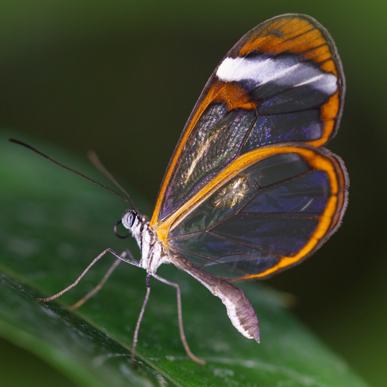 butterfly insect wing free photo