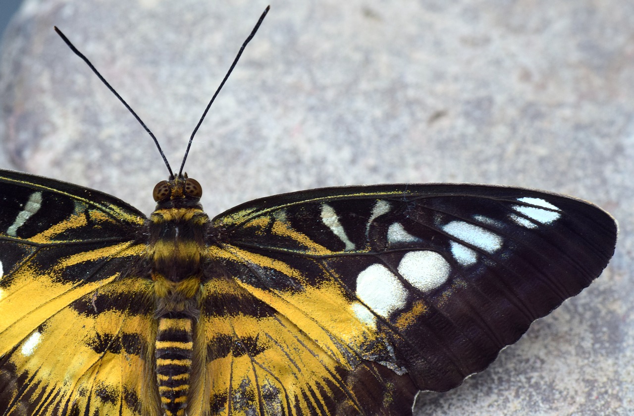 butterfly insect wing free photo