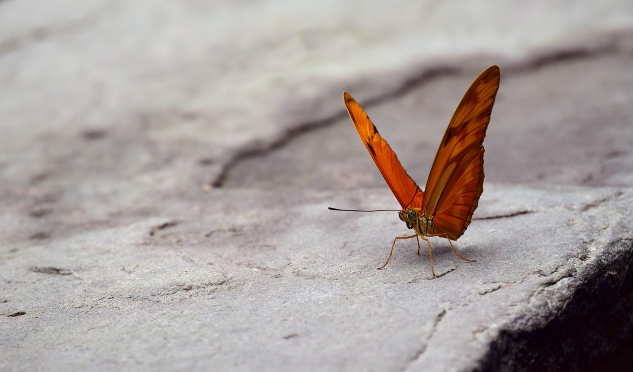 butterfly wing orange free photo