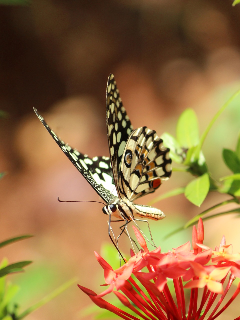 butterfly nature insect free photo