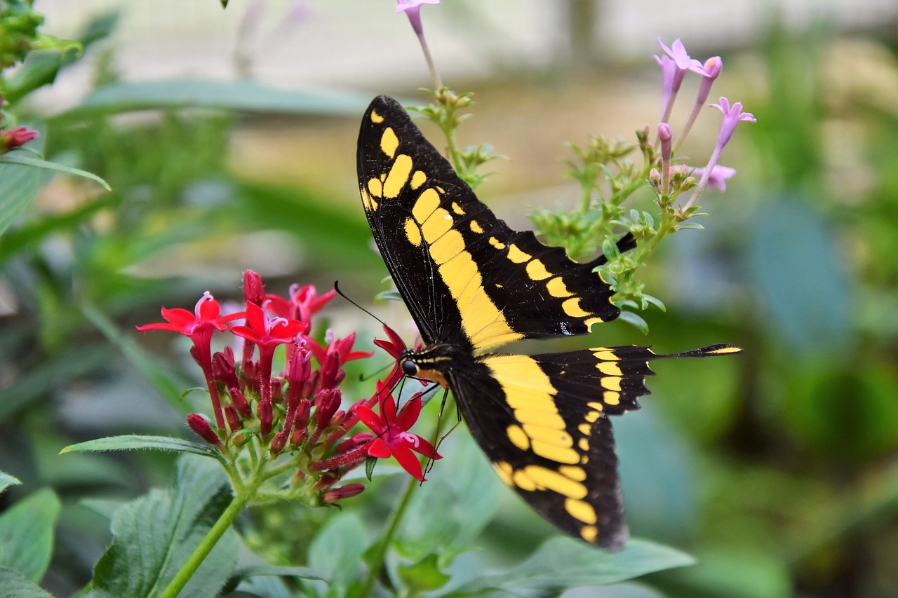 butterfly schwalbenschwänzchen insect free photo