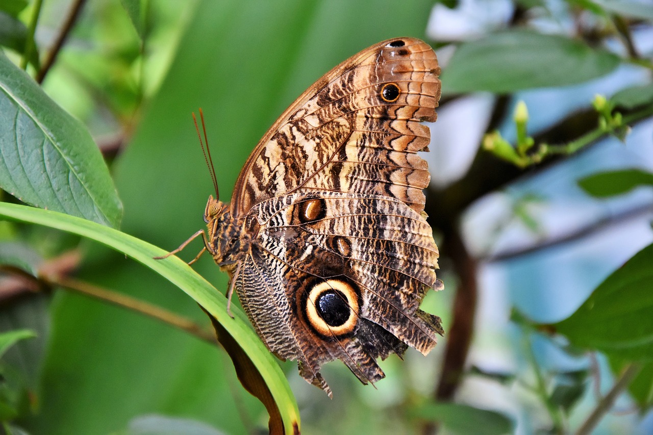 butterfly tropical butterfly exotic free photo