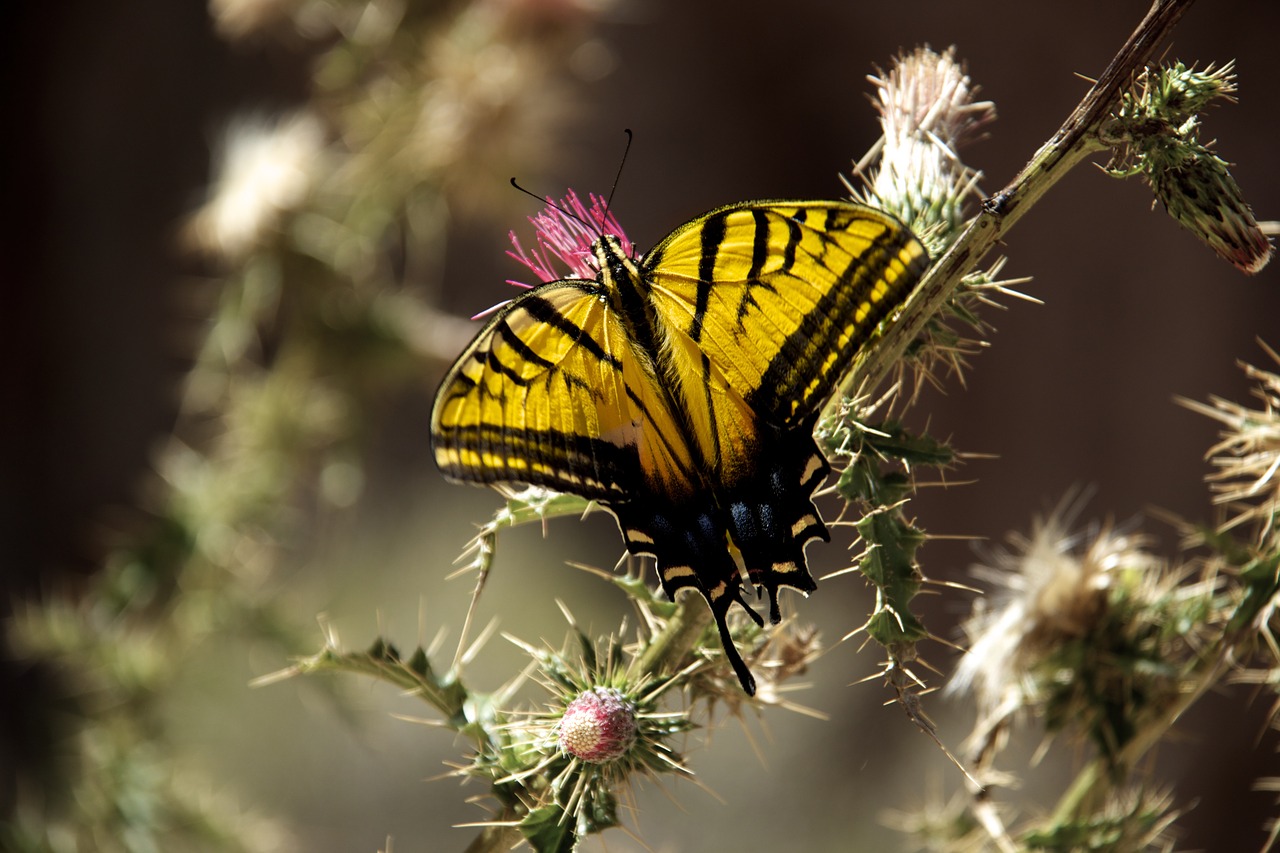 butterfly nature insect free photo