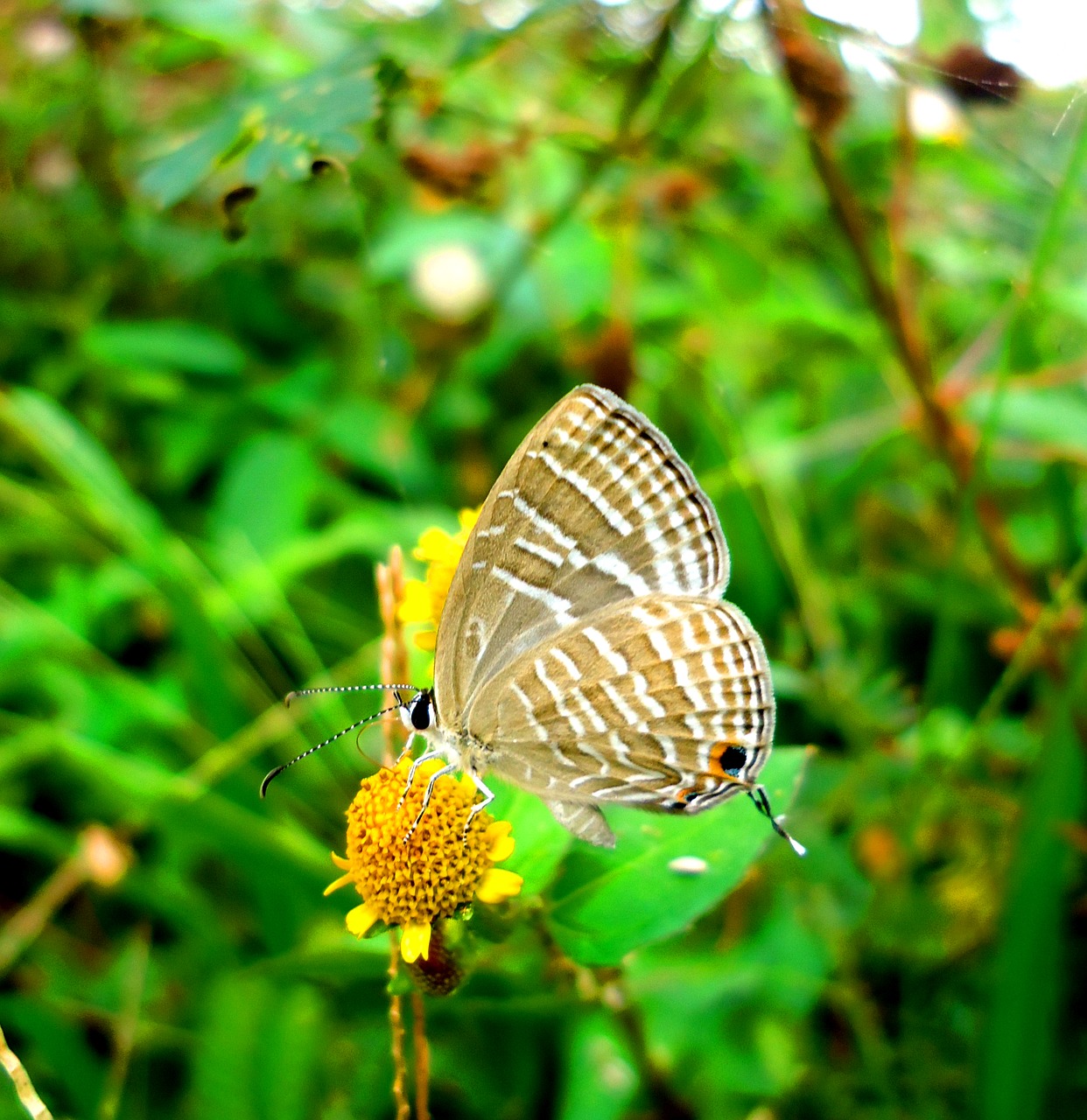 butterfly insect nature free photo