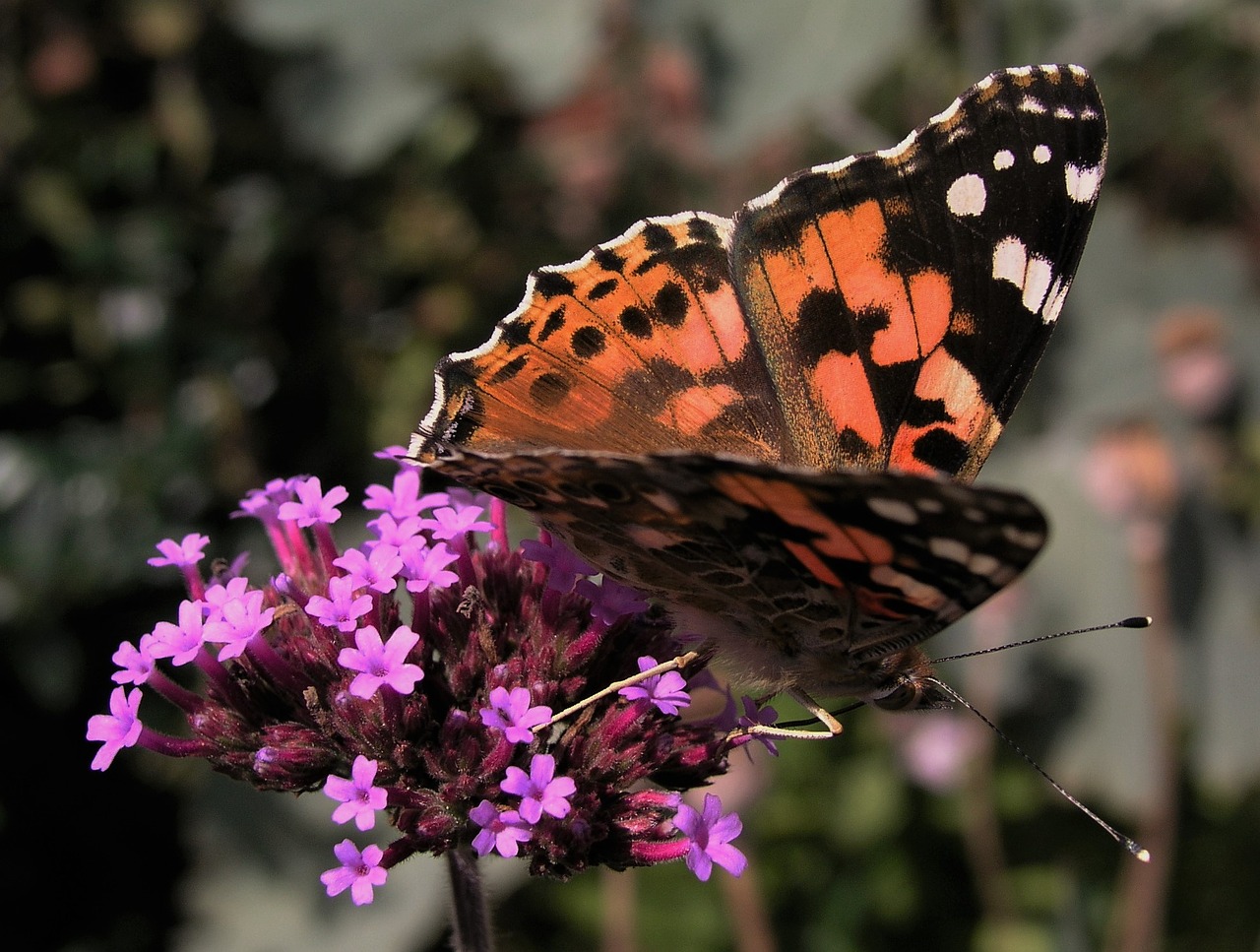 butterfly insect nature free photo