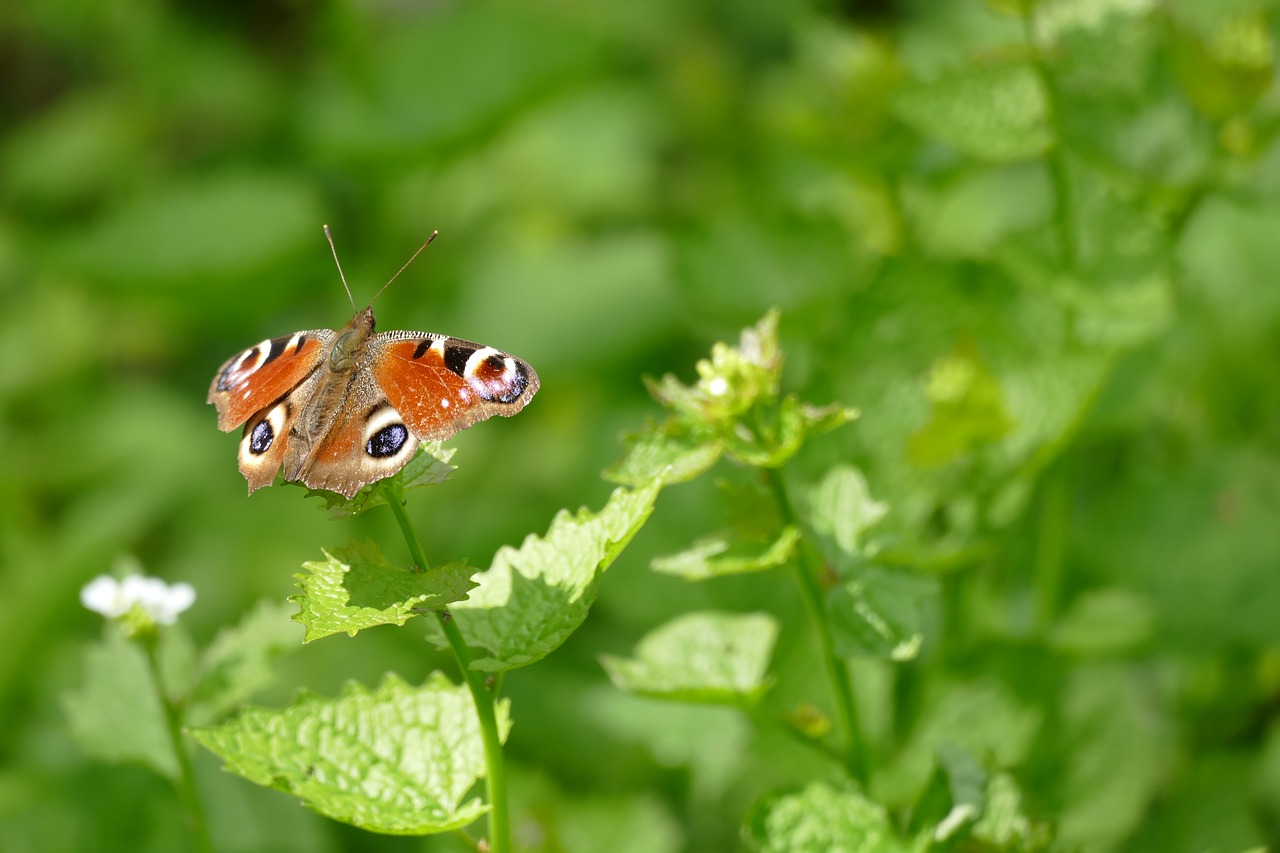 butterfly nature leaf free photo