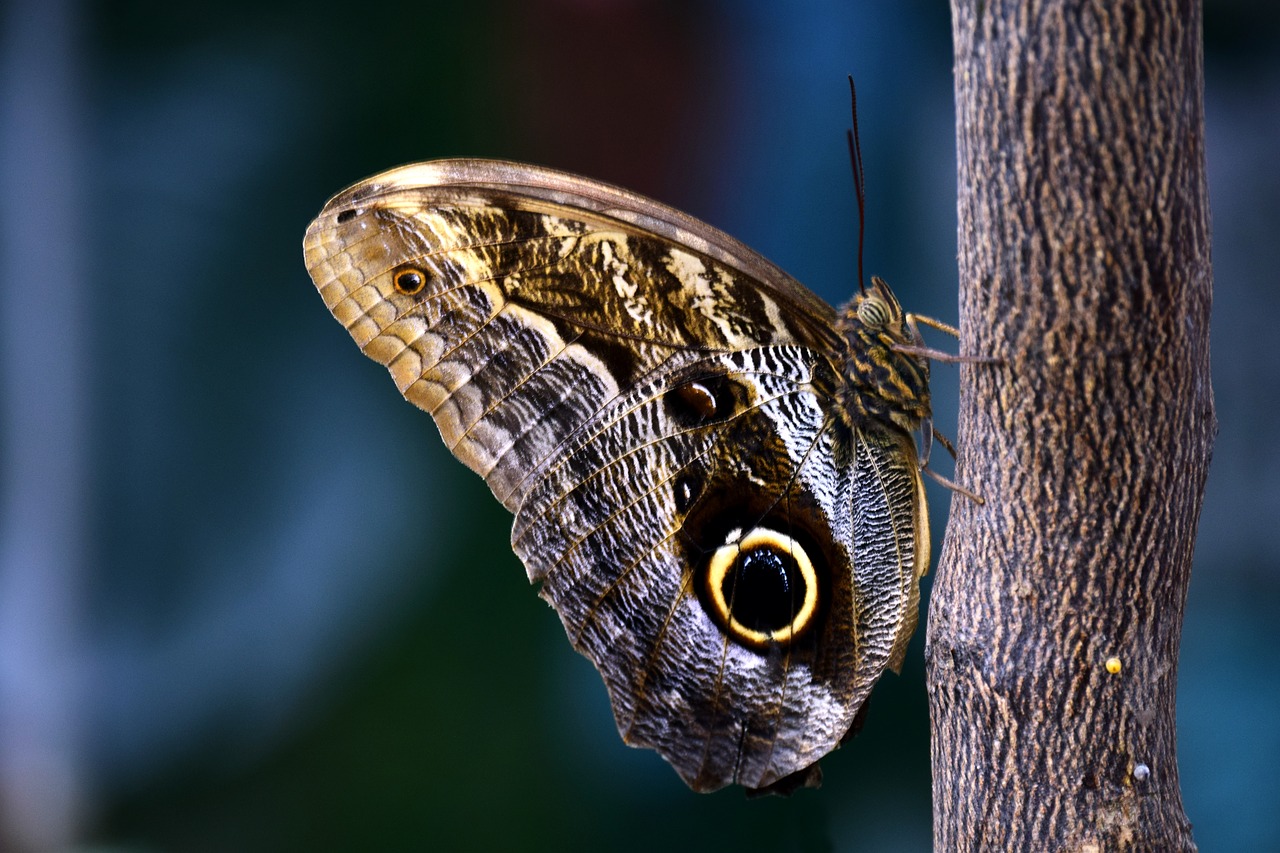 butterfly owl butterfly tropical free photo