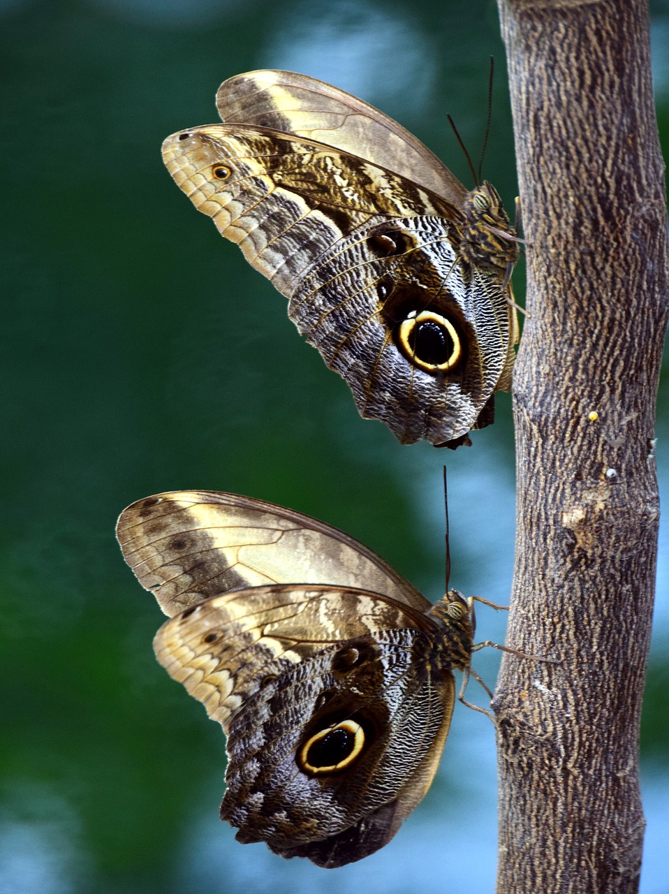 butterfly owl butterfly tropical free photo